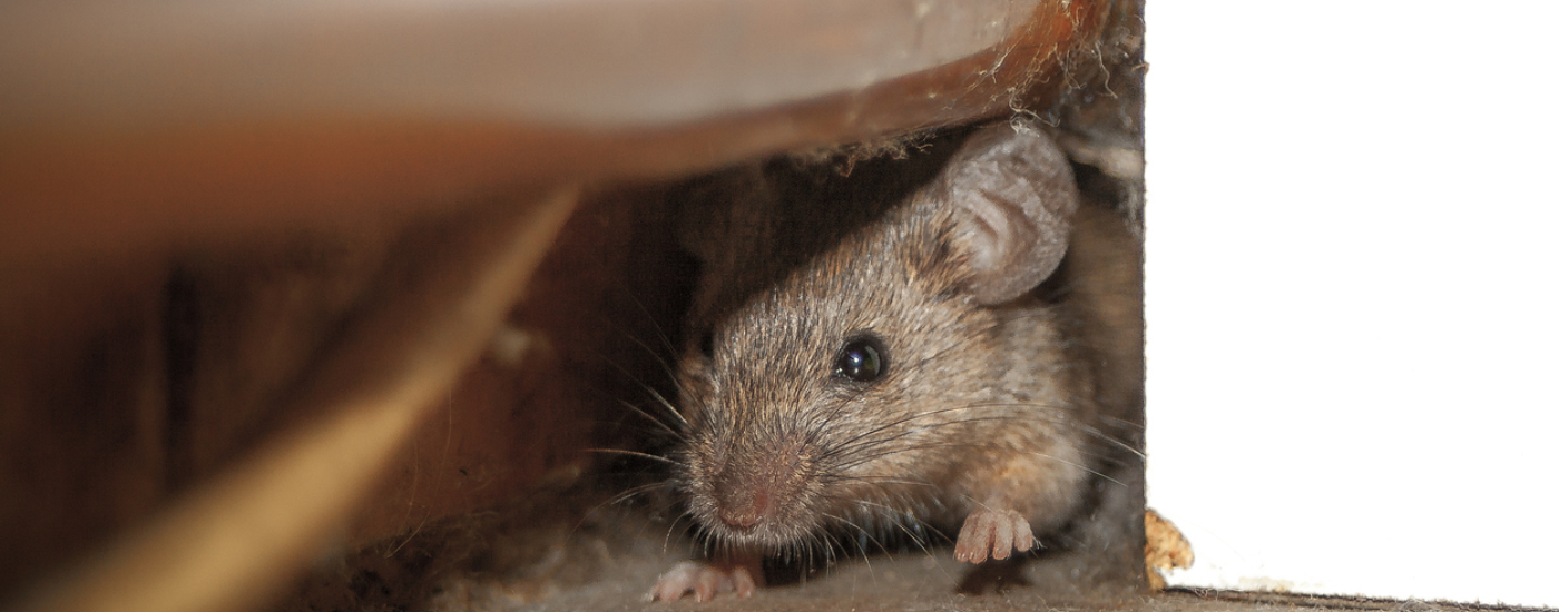 Effective Strategies for Eliminating Mice in Your Home